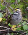 _0SB0476 white-throated sparrow